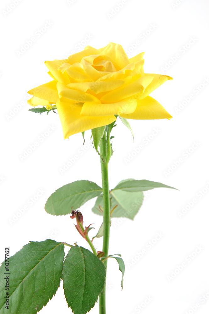 close up of yellow rose