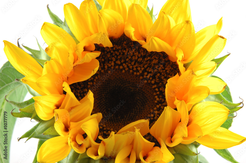 close up of sunflower