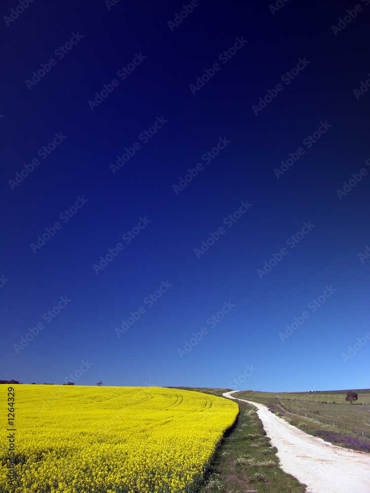 canola field