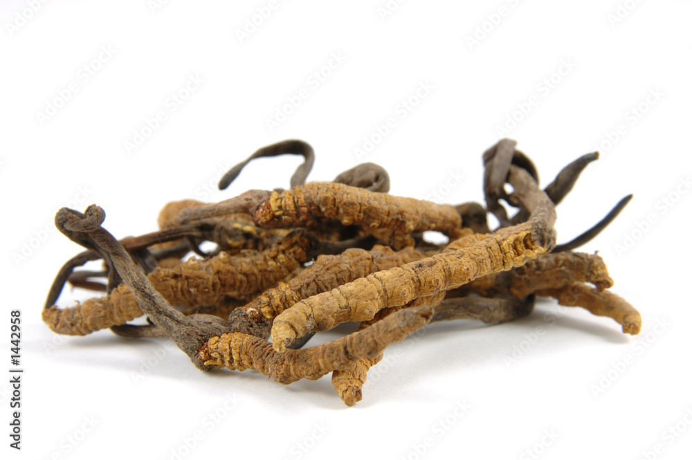 cordyceps (a genus of ascomycete fungi)