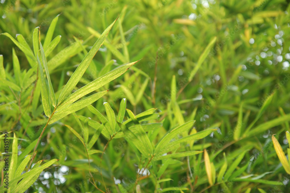 bamboo leaves