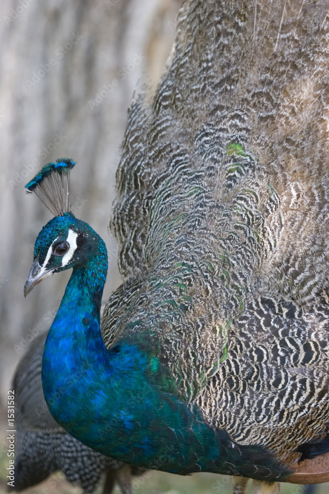 peacock with open tail