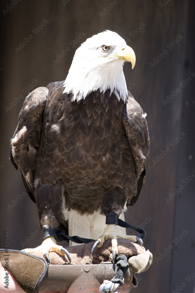 Bald eagle