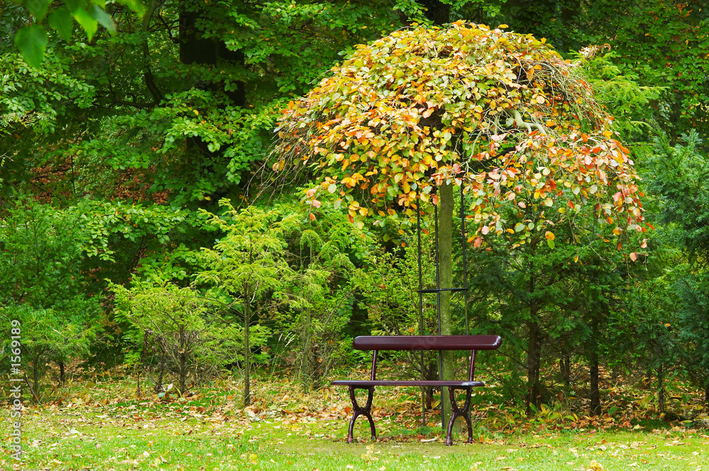 autumn in the park