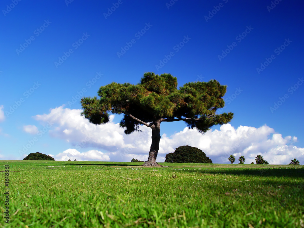 tree on green meadow with blue sky