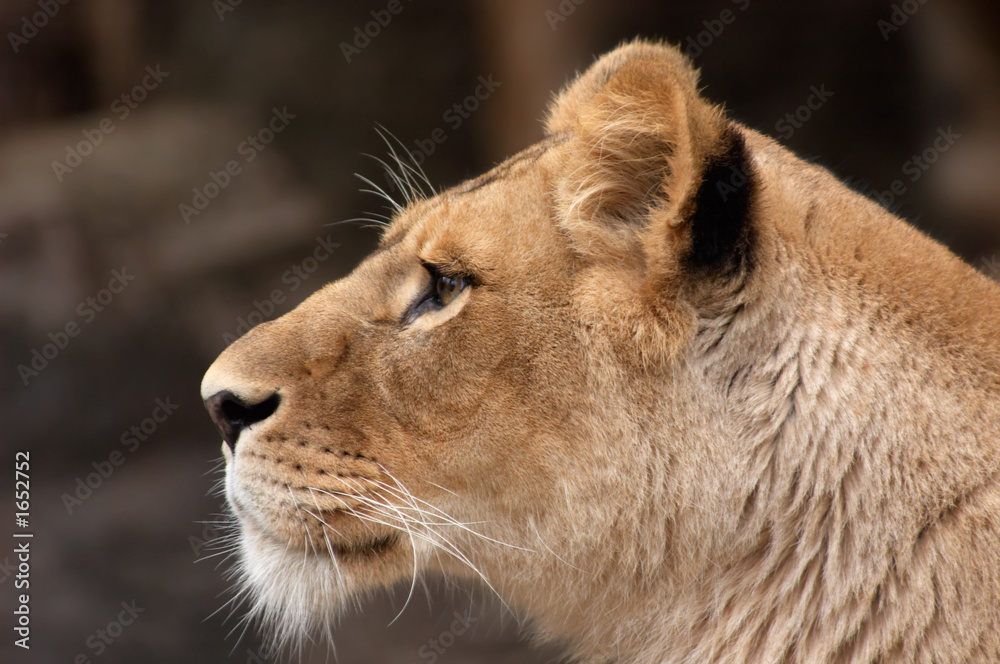 portrait of a female lion