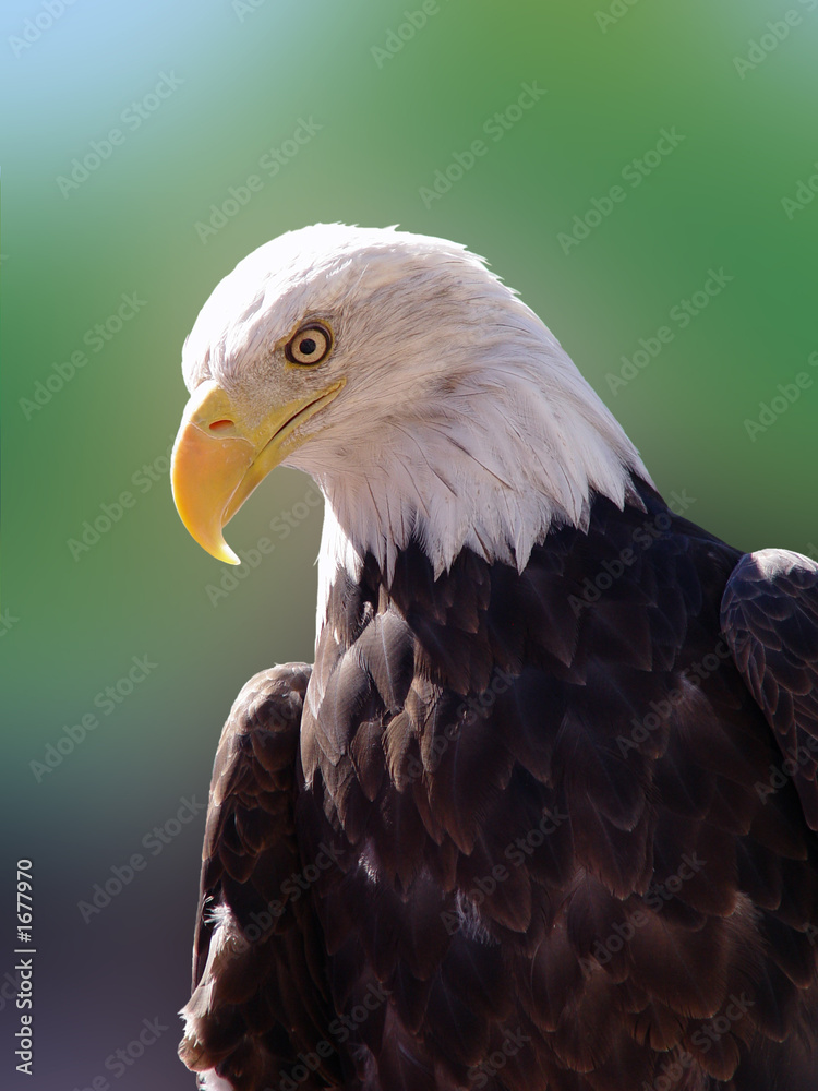 bald eagle portrait