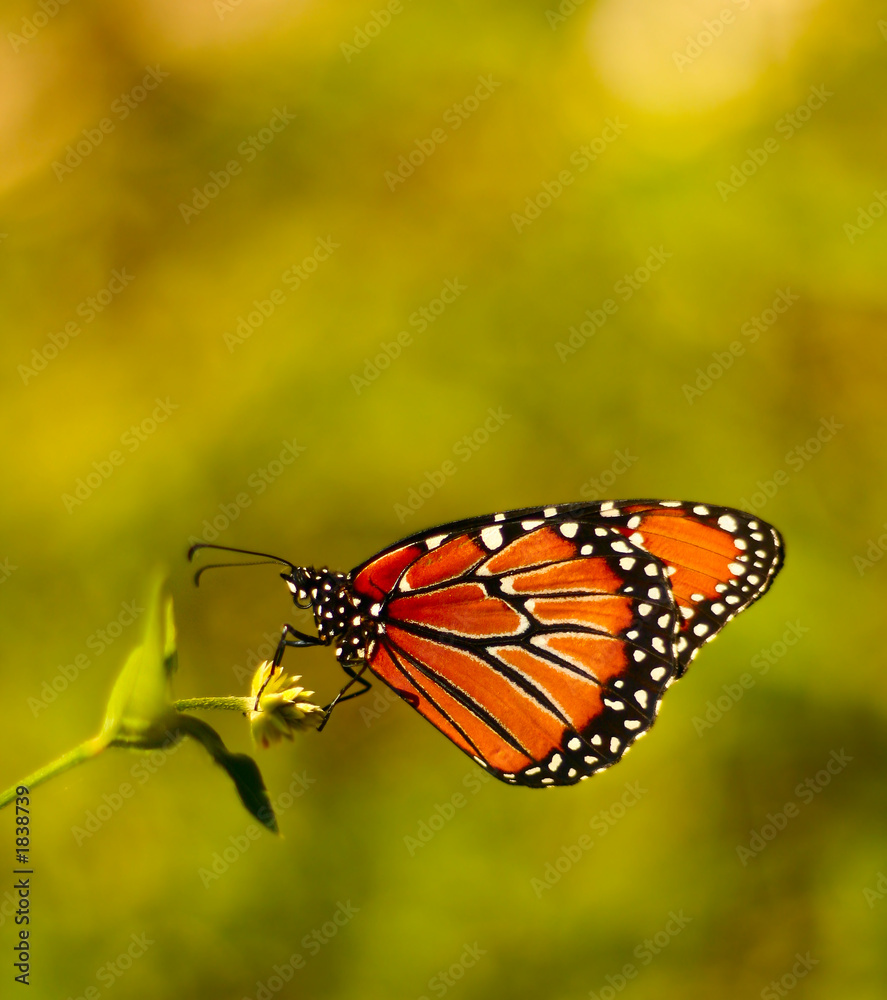 monarch butterfly.