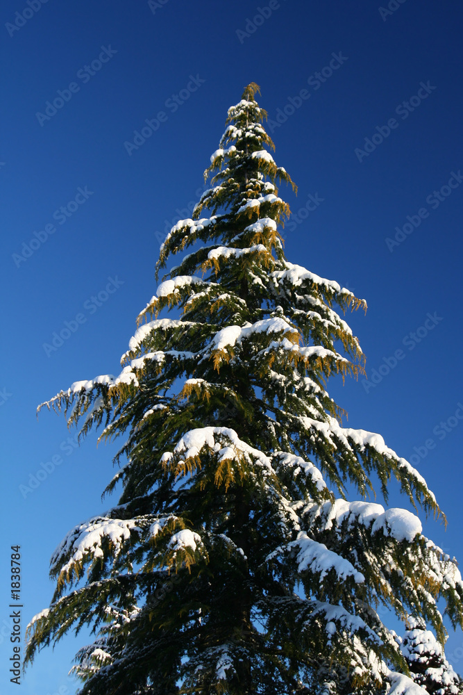 白雪皑皑的树