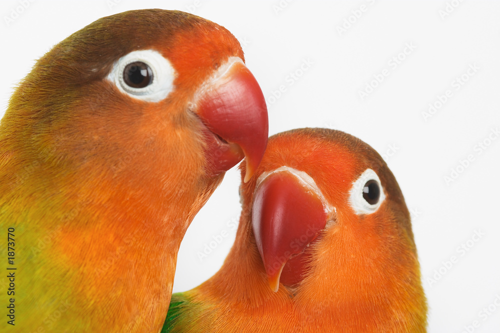 lovebirds