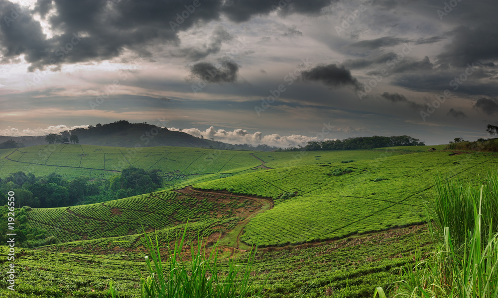 tea plantation