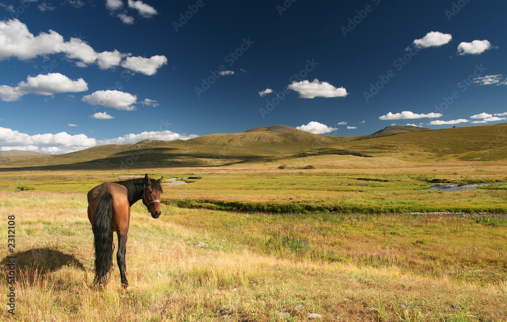 grazing horse