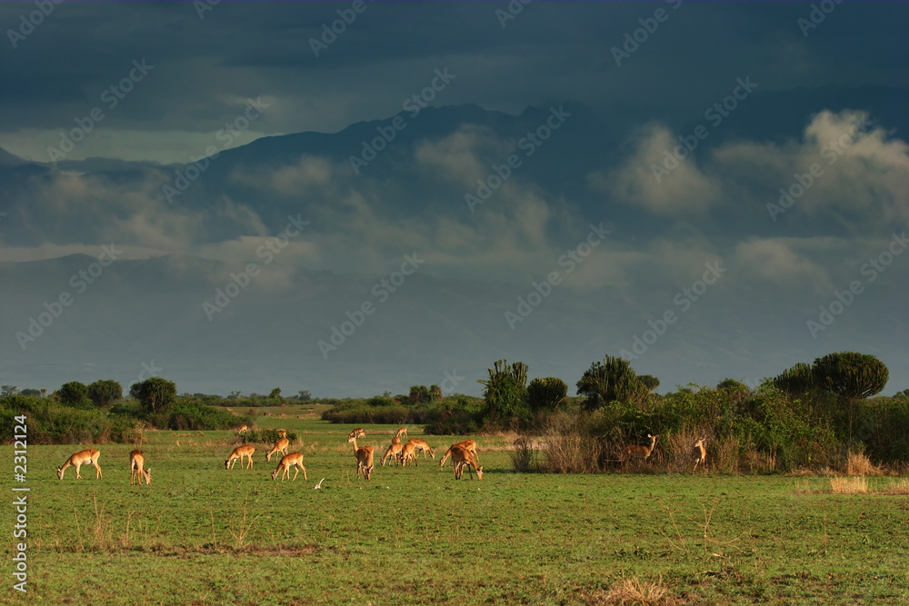 african savanna