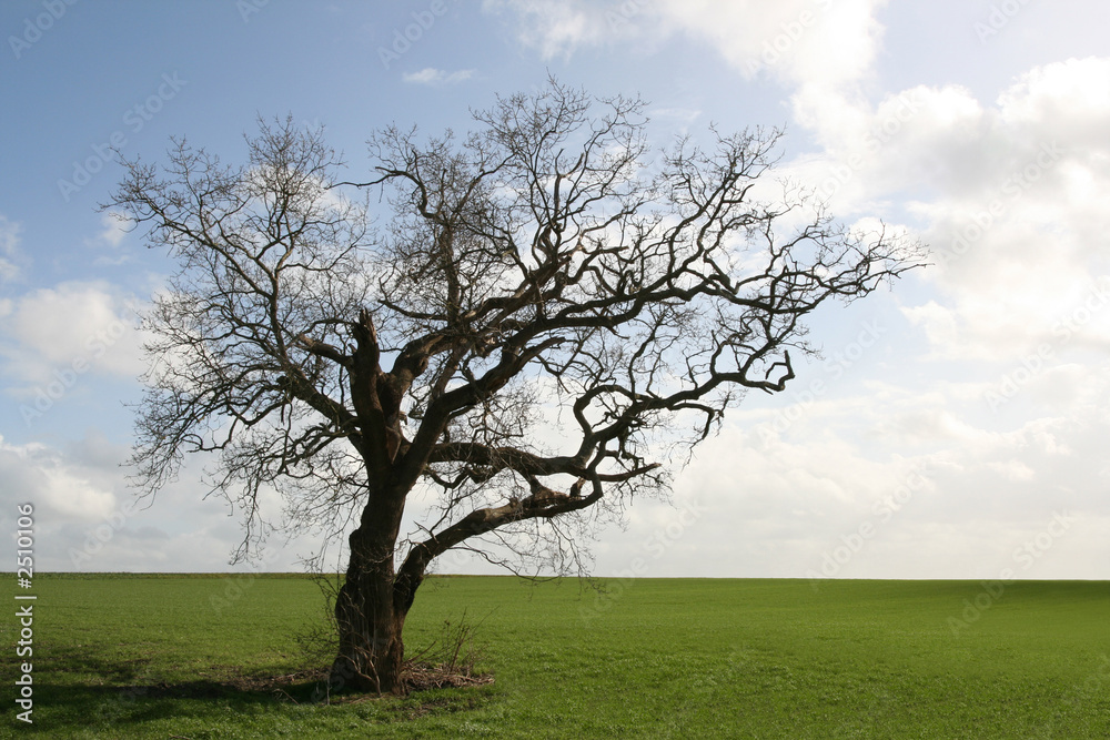 gnarly old tree