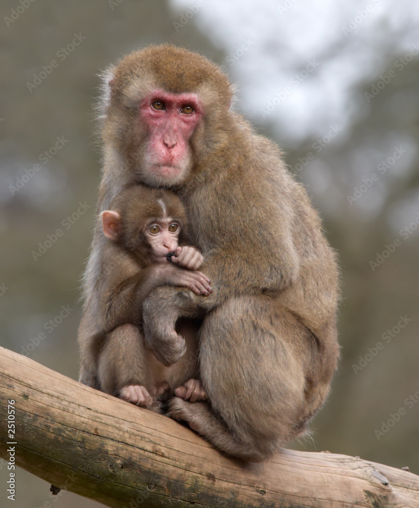 mother and her baby monkey