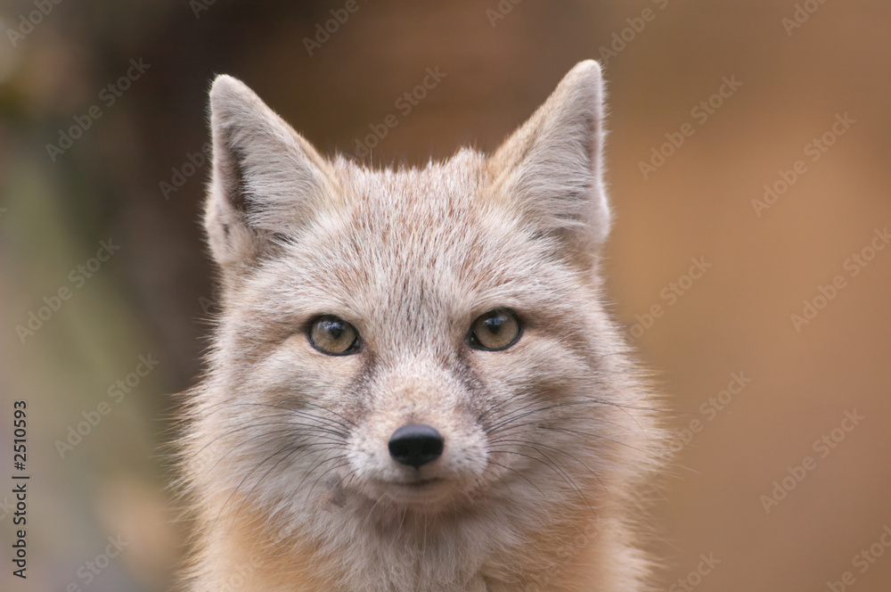 beautiful fox