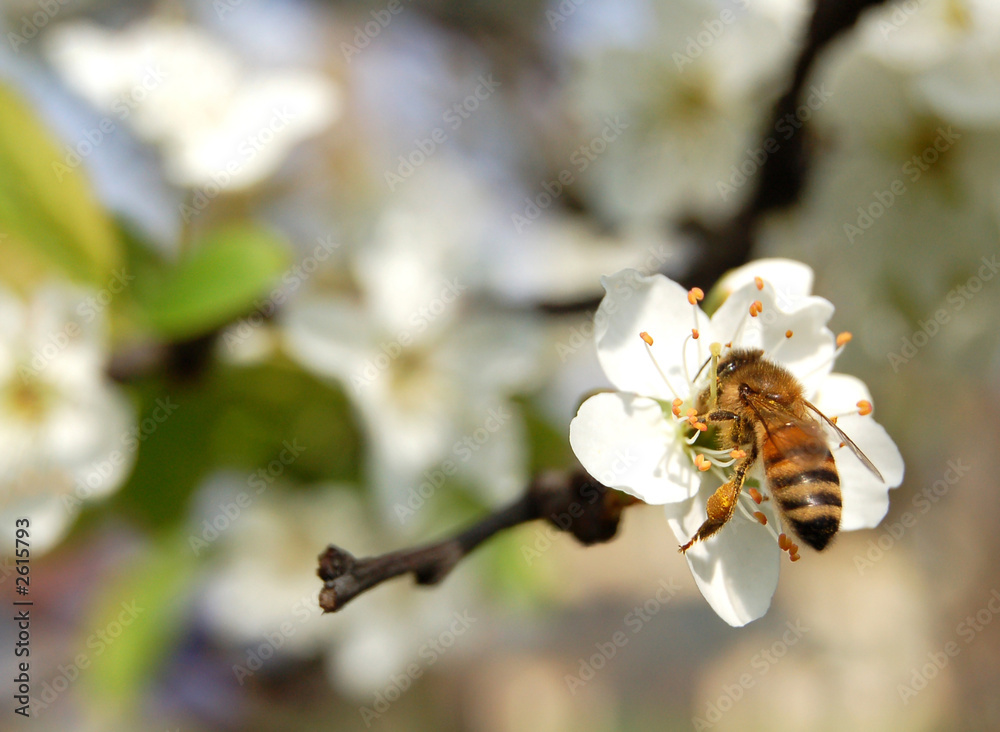 bee close-up