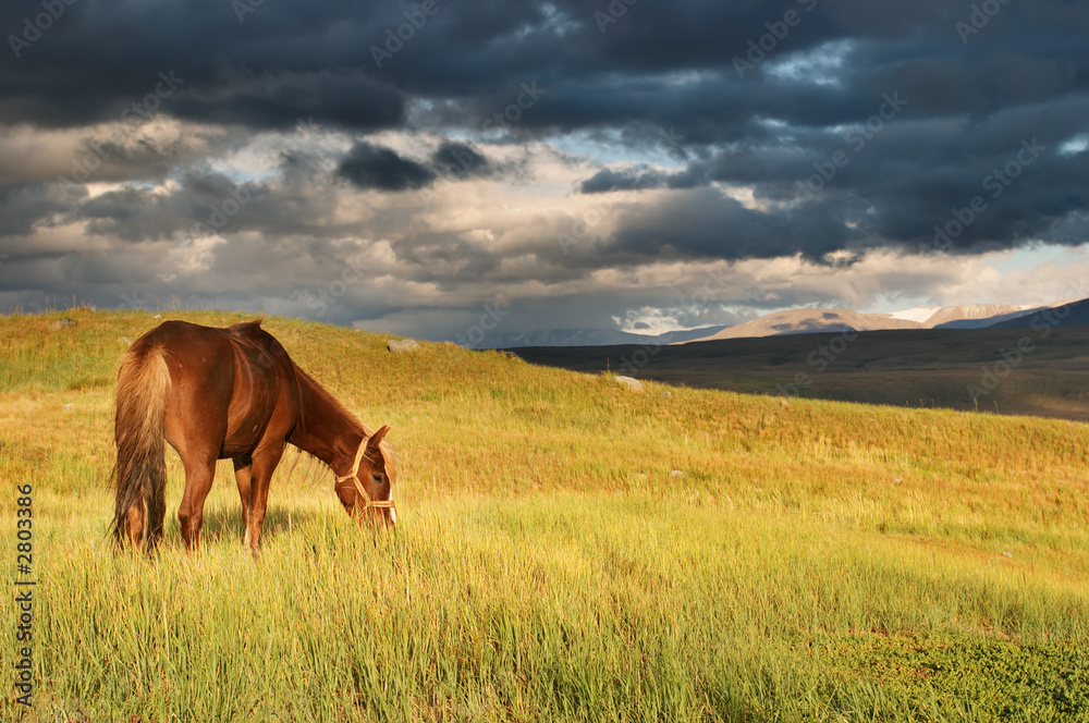 grazing horse