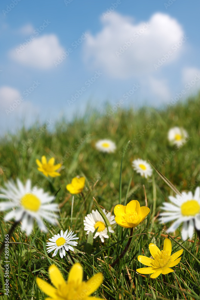 spring field in bloom