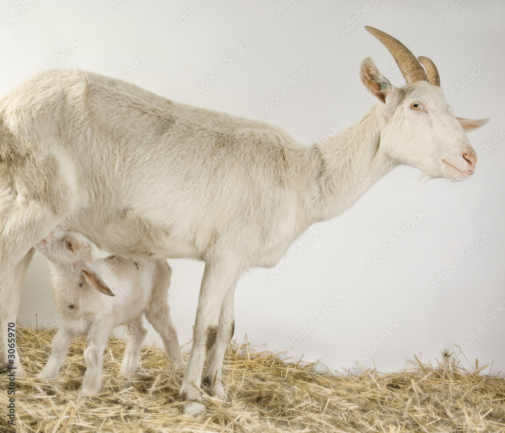 chèvre et ses chevreaux