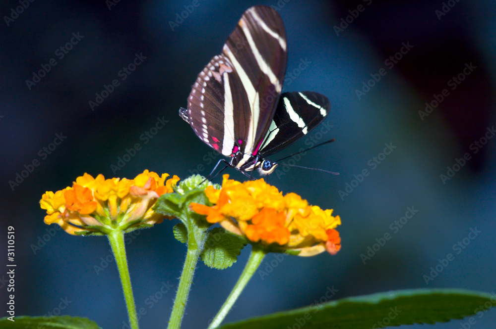 postman butterfly