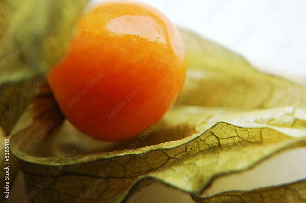 醋栗角（physalis）