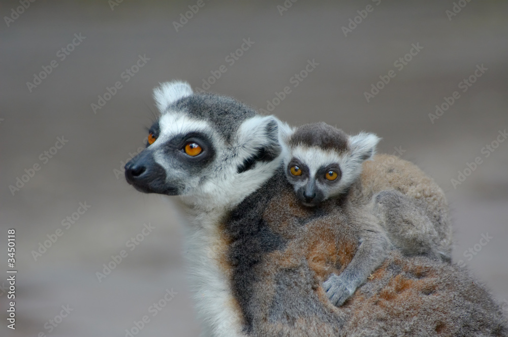 baby ring-tailed lemur