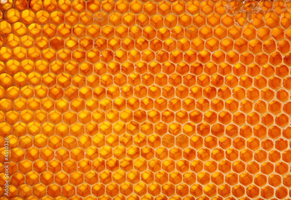 Honeycomb wax cell