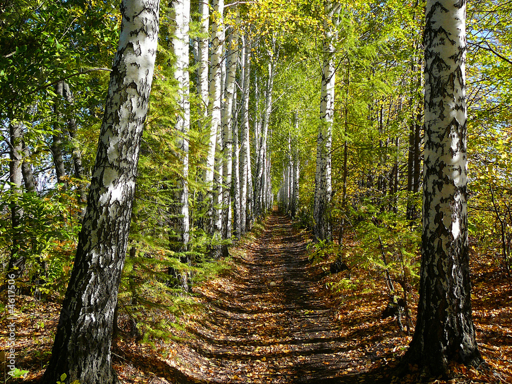 birch woods alley