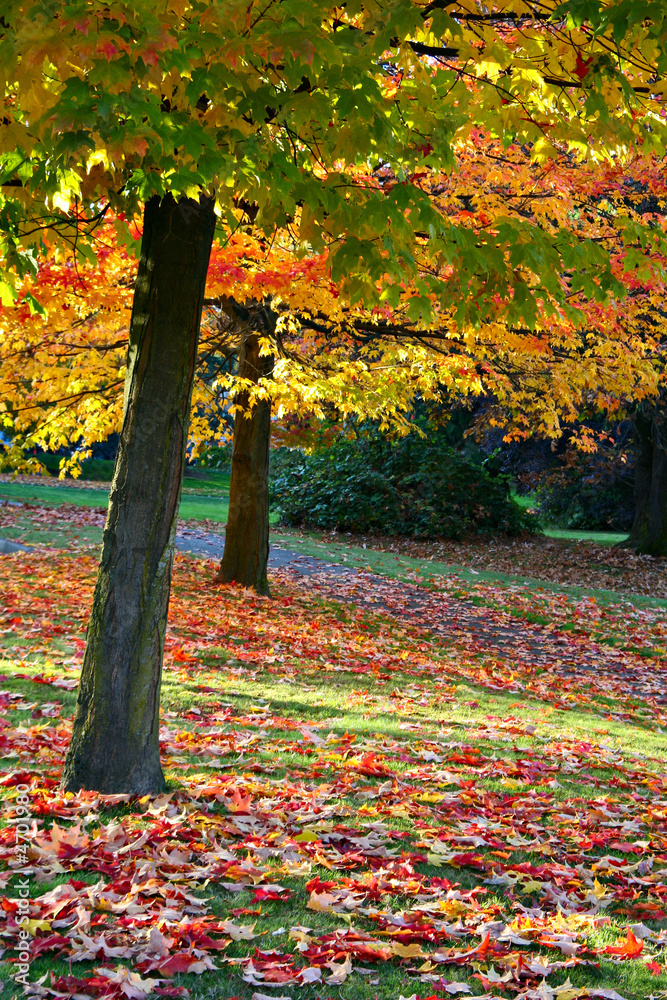 Autumn in the park