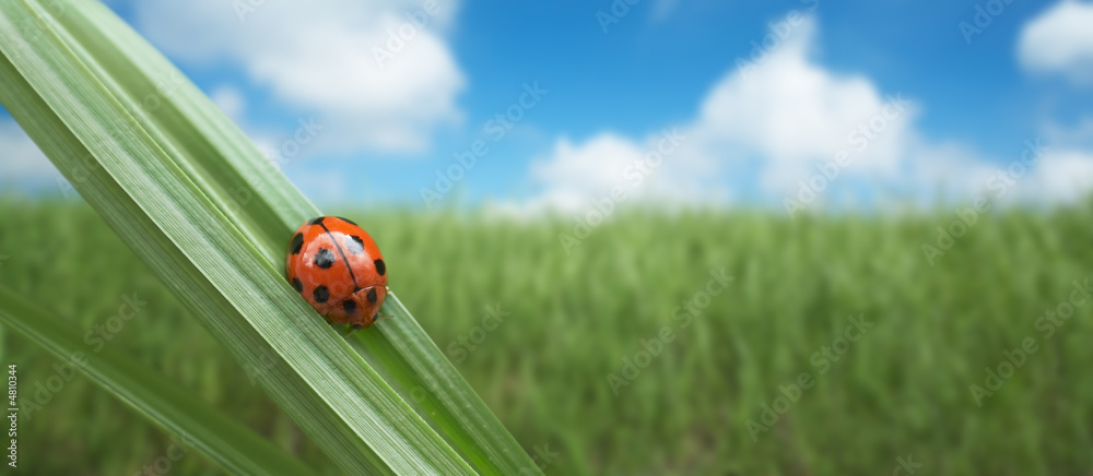 ladybird