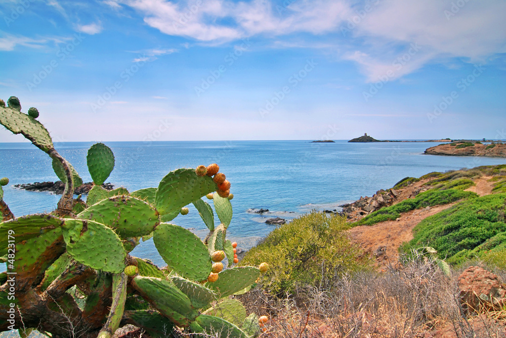 Cactus and sea