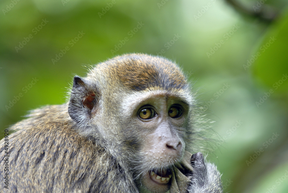 macaque