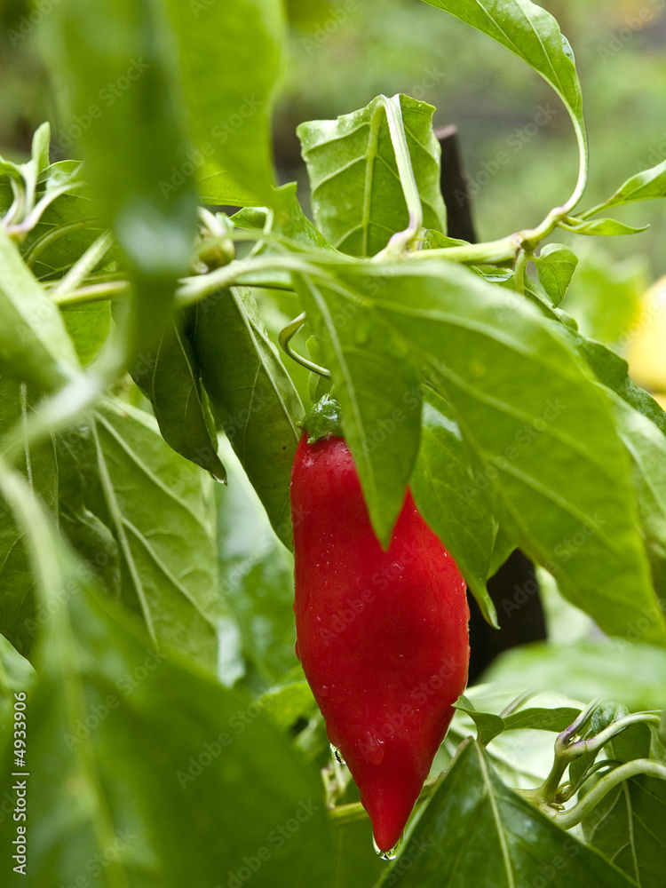 chili plant