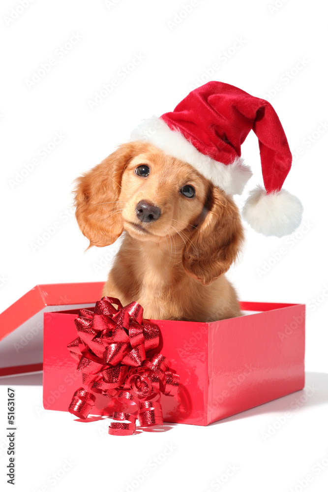 Santa puppy