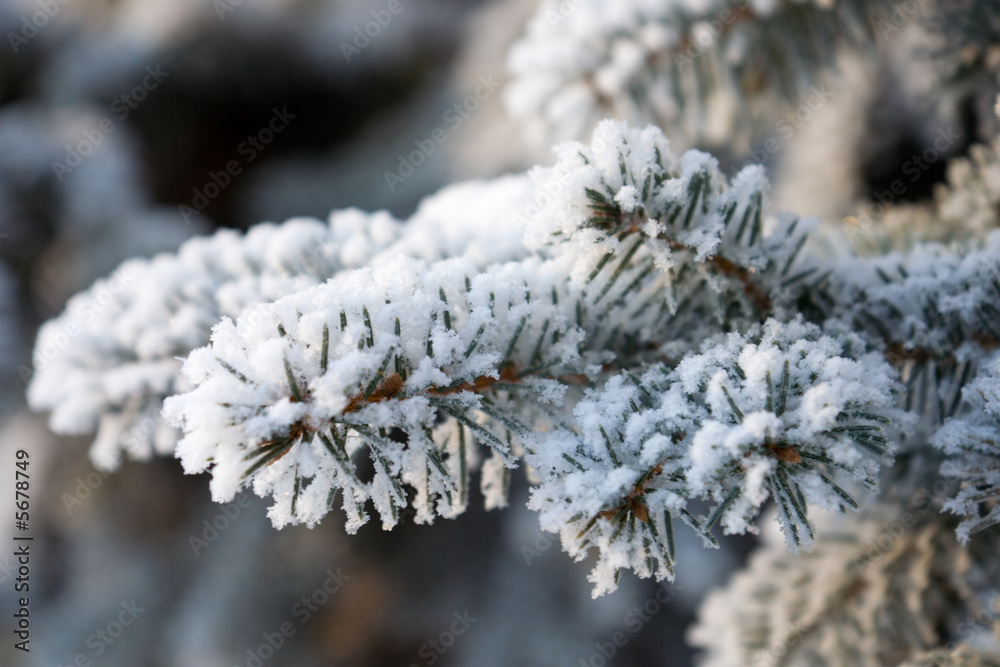 雪枞树早午餐