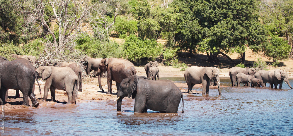 Herd of elephants at watering, Chobe N.P., Botswana