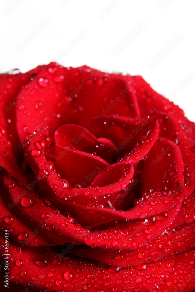 Beautiful red rose with water droplets