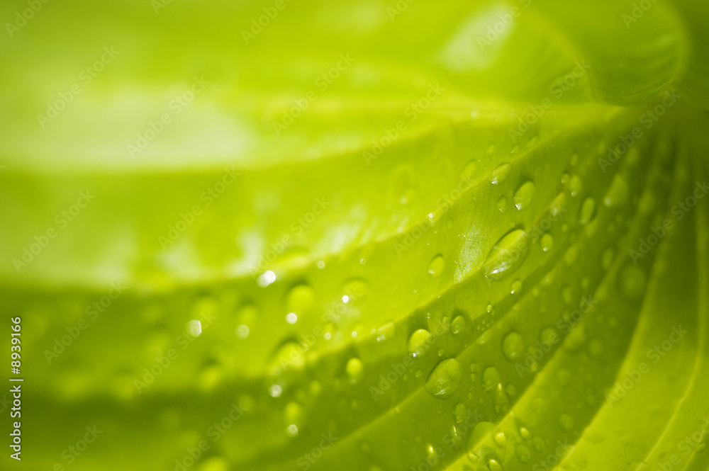 带雨滴的绿皮书背景