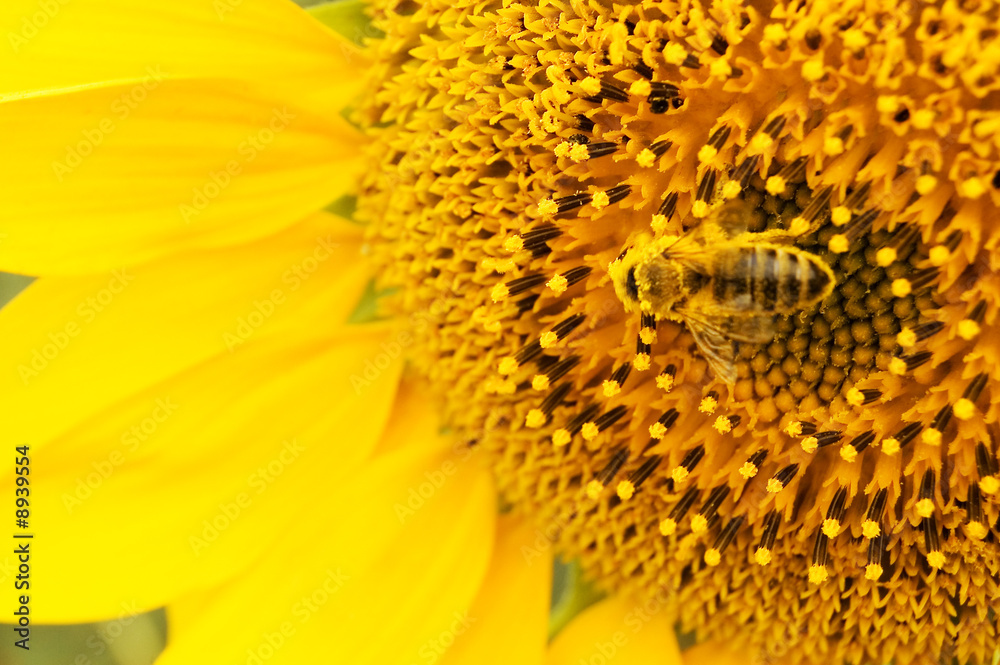 yellow sunflower and small bee