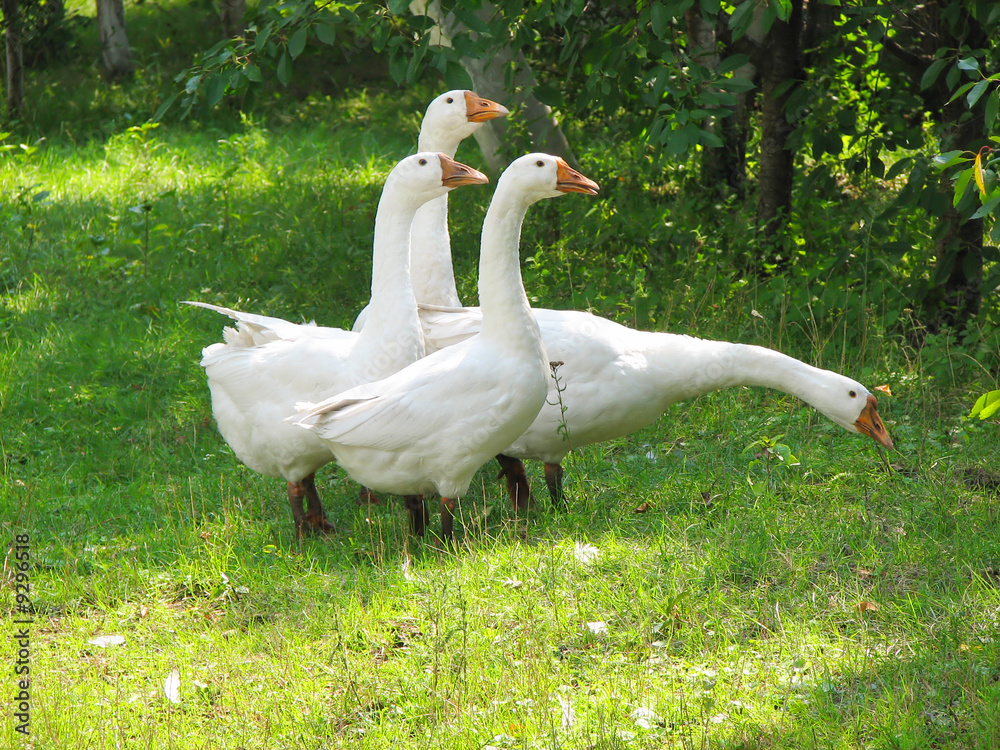 white geese on the green grass