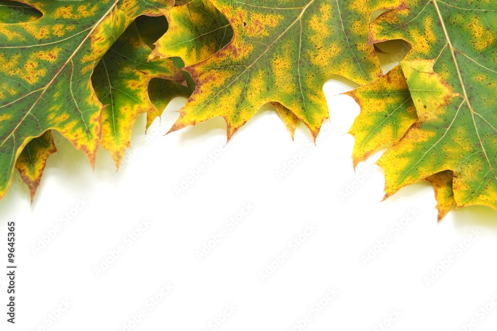 green leaves isolated on white