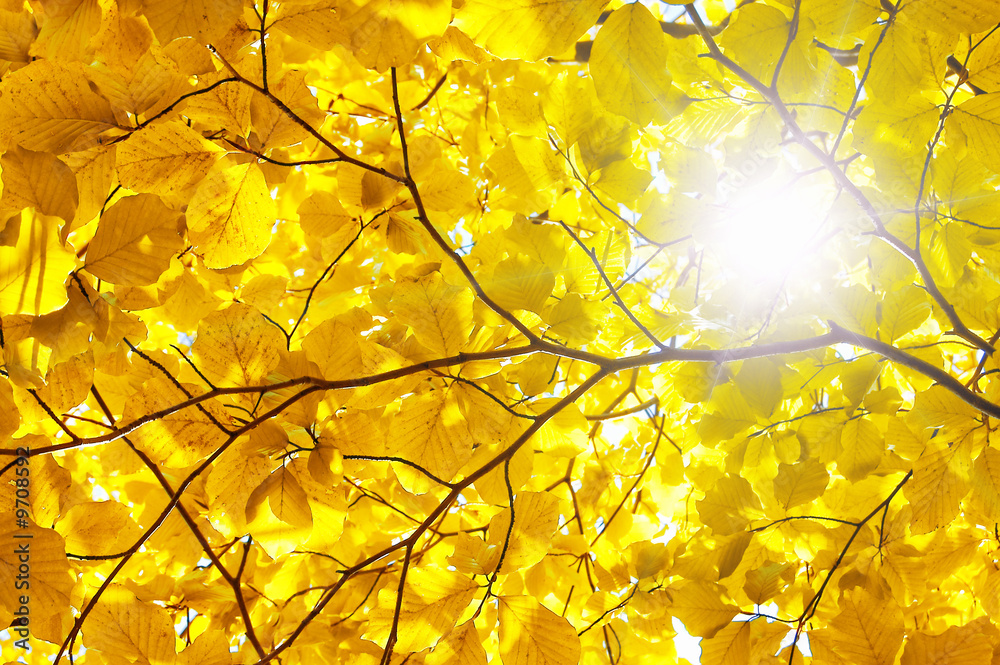 yellow beech leaf and sun