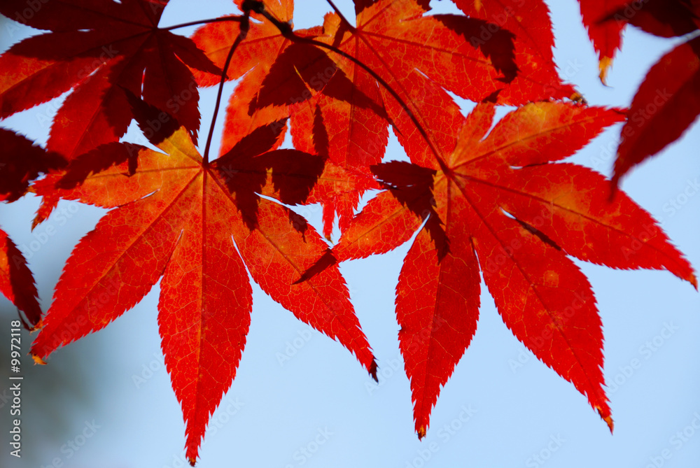 Rote Herbstblätter