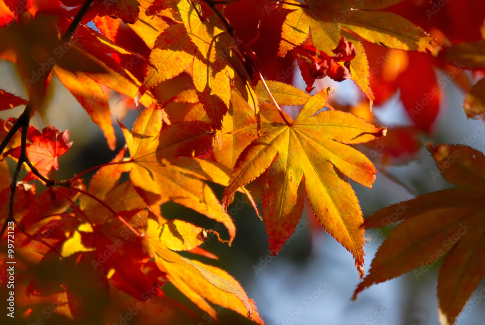 Goldene Herbstblätter