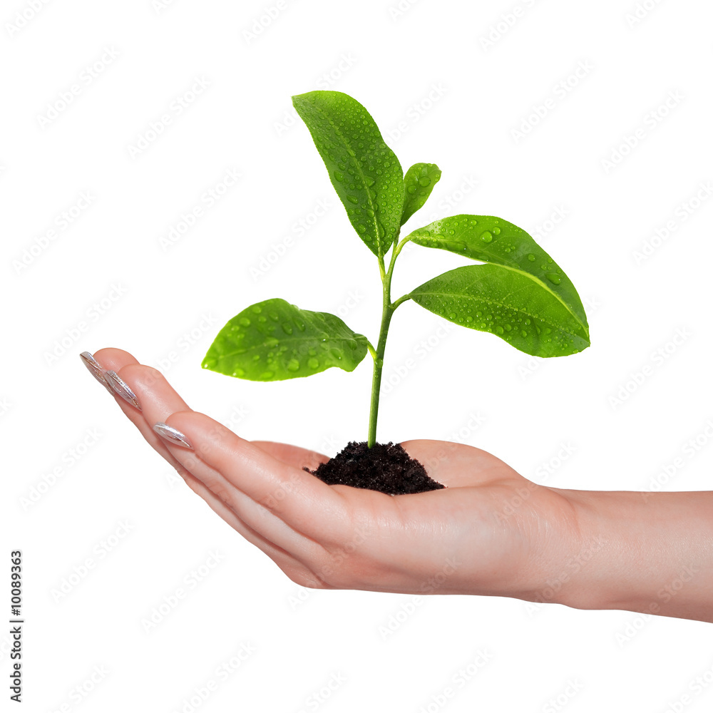 small plant in woman hand