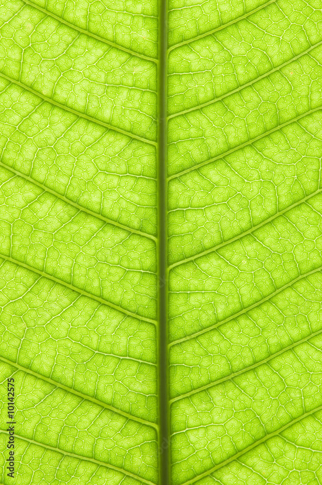 A leaf texture in a vertical direction