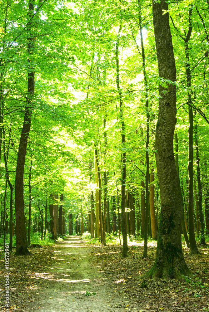 forest path