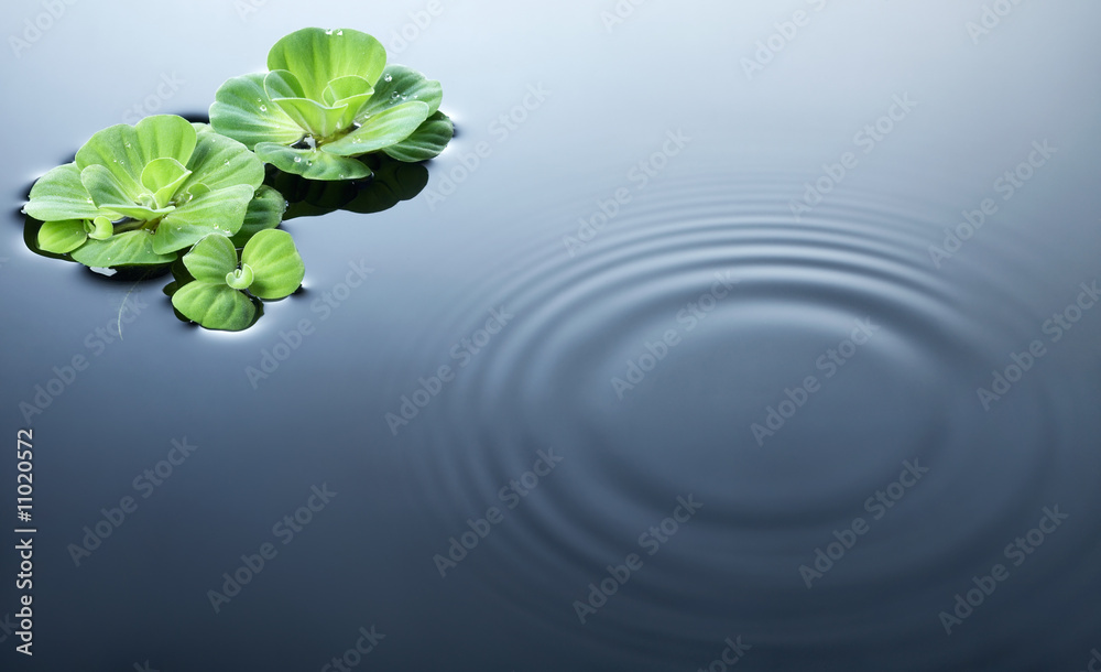 水面上有波纹的植物