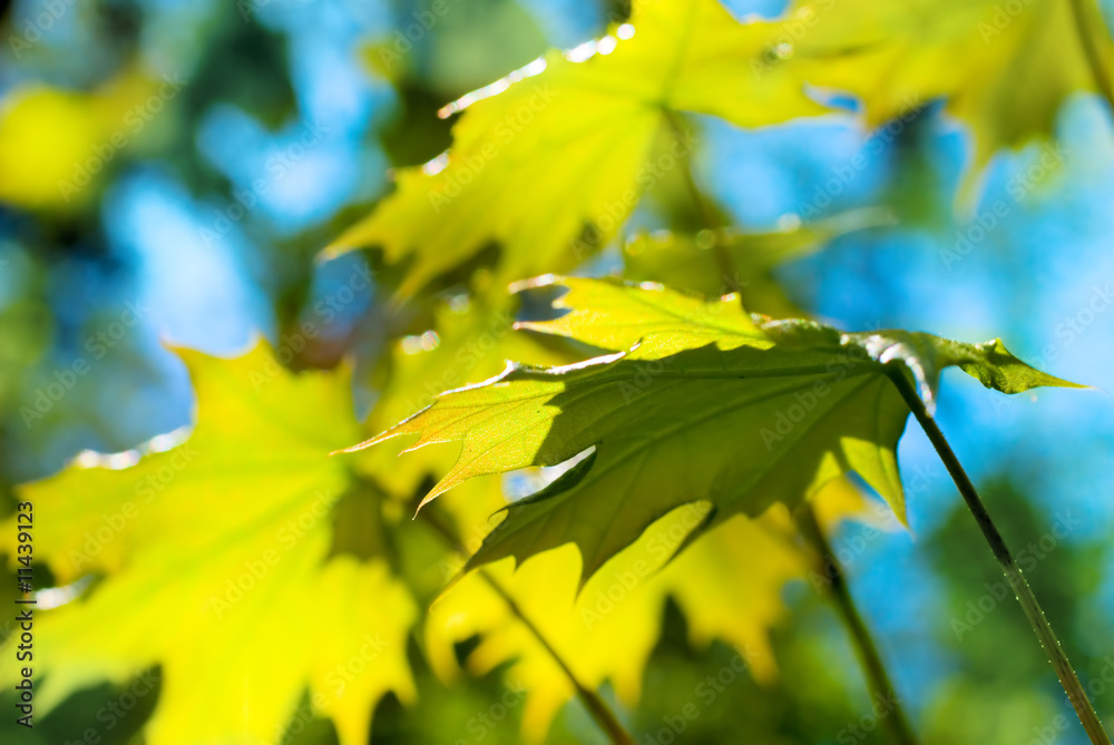 Fresh leaves in forest